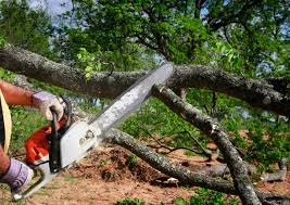 Best Tree Risk Assessment  in Defiance, OH