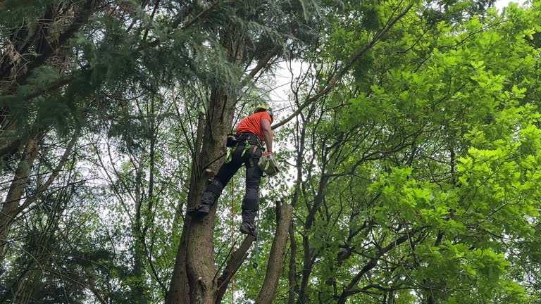 How Our Tree Care Process Works  in  Defiance, OH