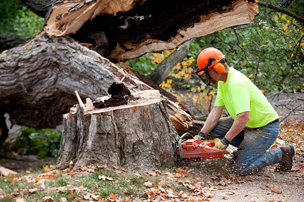 Best Tree Health Inspection  in Defiance, OH