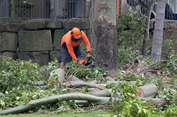 Best Root Management and Removal  in Defiance, OH