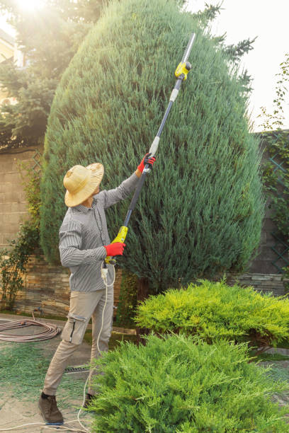 Best Tree Trimming and Pruning  in Defiance, OH